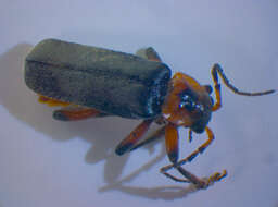 Imagem de <i>Cantharis rustica</i>