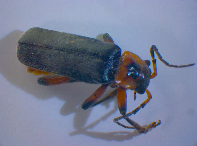 Imagem de <i>Cantharis rustica</i>