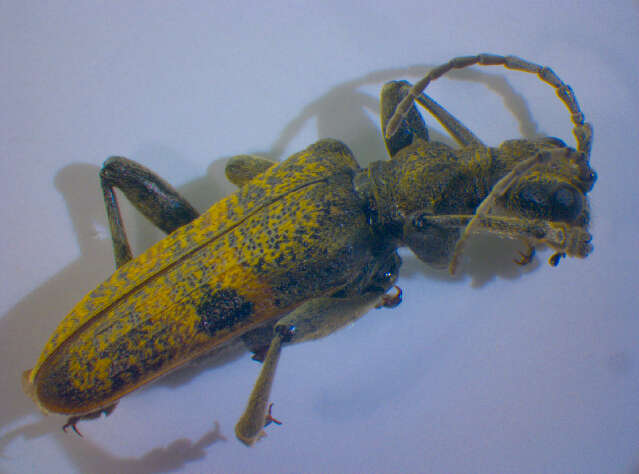 Image of Blackspotted Pliers Support Beetle