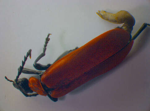 Image of <i>Pyrochroa coccinea</i>