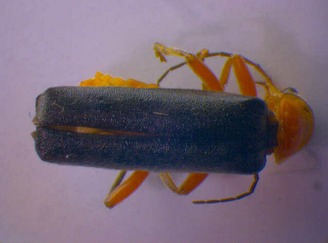 Imagem de <i>Cantharis pellucida</i>