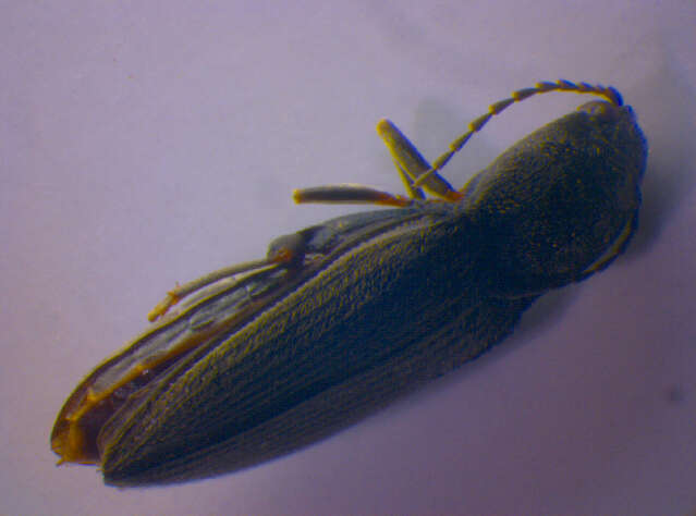 Image of <i>Dicronychus cinereus</i>