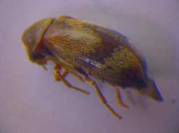 Image of <i>Ochina ptinoides</i>