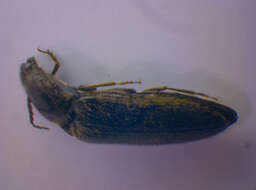 Image of <i>Hemicrepidius hirtus</i>