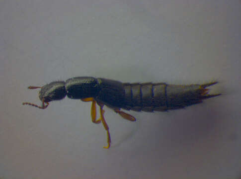 Image of Rove beetle