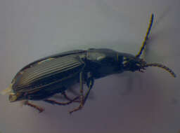 Image of Pterostichus (Pseudomaseus) nigrita (Paykull 1790)