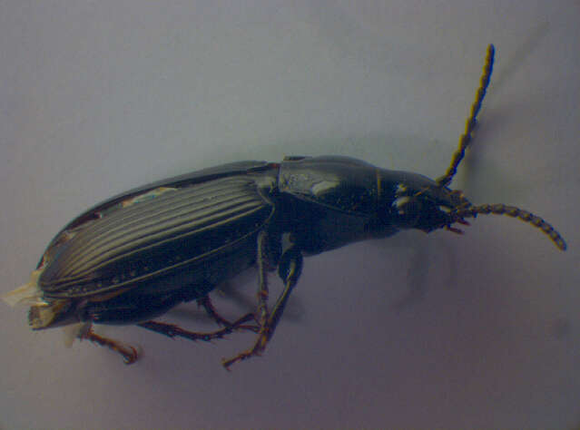 Image of Pterostichus (Pseudomaseus) nigrita (Paykull 1790)