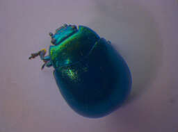 Imagem de Chrysolina (Spheromela) varians (Schaller 1783)