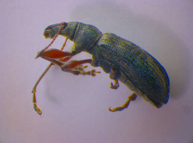 Imagem de <i>Cantharis livida</i>