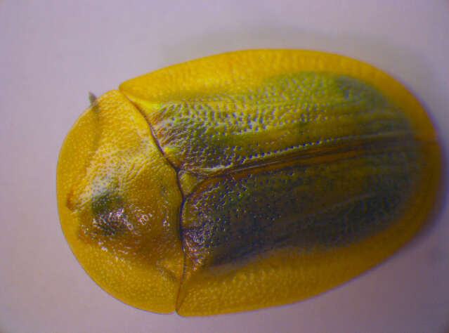 Image of Phyllobius (Metaphyllobius) pomaceus Gyllenhal 1834