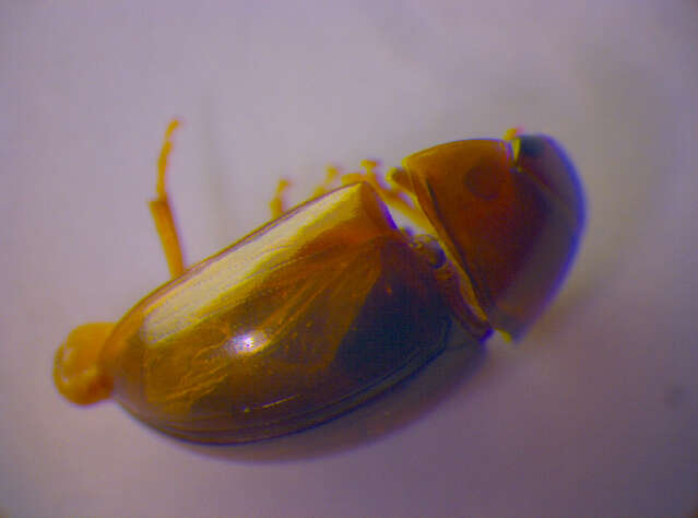 Image of Phyllobius (Subphyllobius) virideaeris (Laicharting 1781)