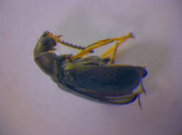 Image of <i>Oedemera lurida</i>