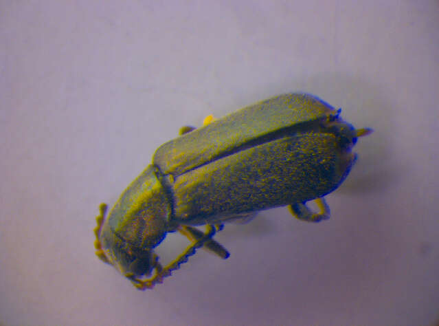 Image of <i>Charopus graminicola</i>