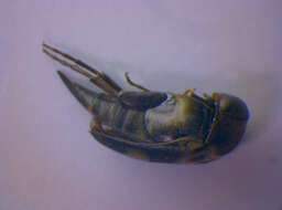 Image of <i>Variimorda villosa</i>