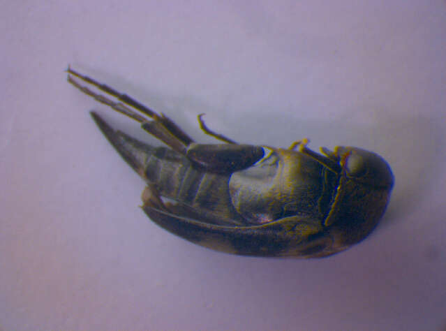 Image of <i>Variimorda villosa</i>