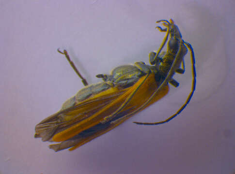 Image of <i>Oedemera femorata</i>