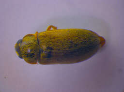 Image of <i>Byturus ochraceus</i>