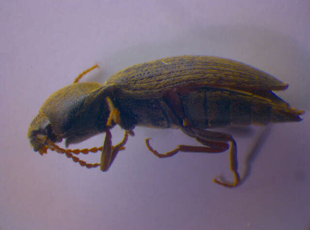 Image of <i>Agriotes obscurus</i>