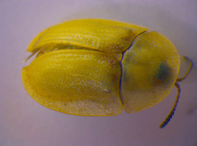 Image de Cassida (Cassida) denticollis Suffrian 1844