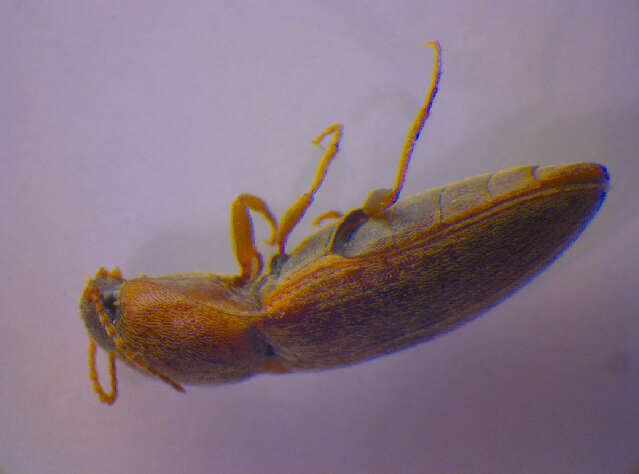 Image of <i>Agriotes sputator</i>