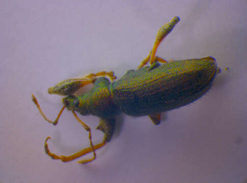 Image of Phyllobius (Phyllobius) arborator (Herbst 1797)