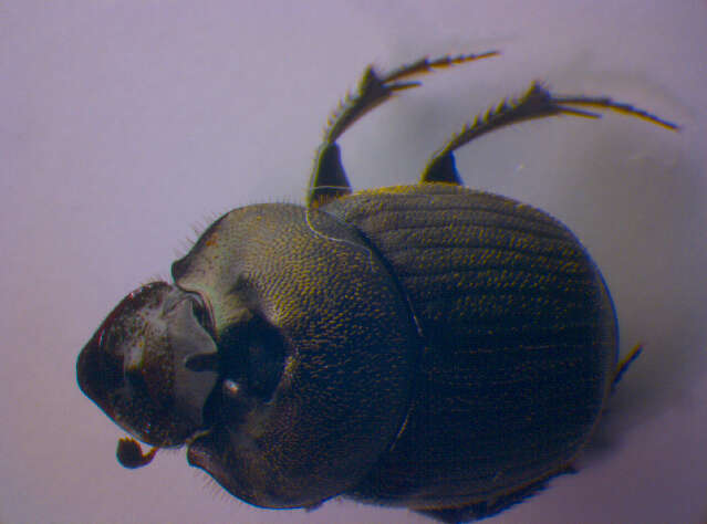 Image of Onthophagus (Palaeonthophagus) verticicornis (Laicharting 1781)