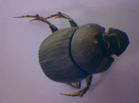 Sivun Onthophagus (Palaeonthophagus) verticicornis (Laicharting 1781) kuva