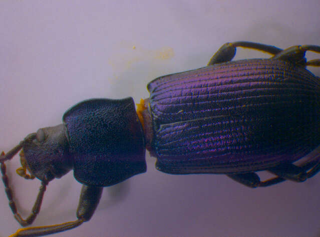Image of Tenebrioninae Latreille 1802