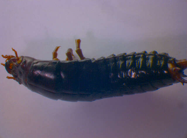 Imagem de Calosoma (Calosoma) sycophanta (Linnaeus 1758)