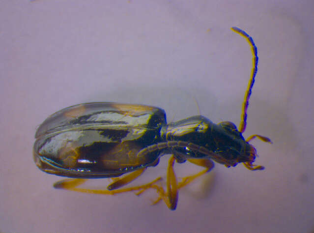 Image de Bembidion d'Illiger