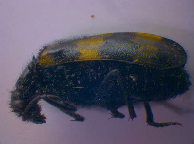 Image of <i>Mylabris variabilis</i>