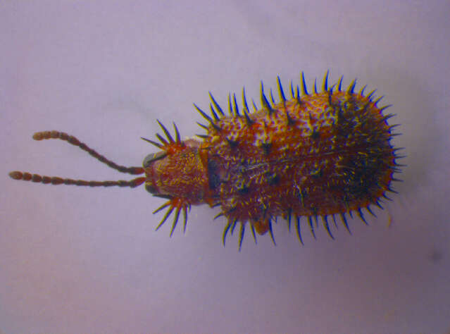 Image of Hispa testacea