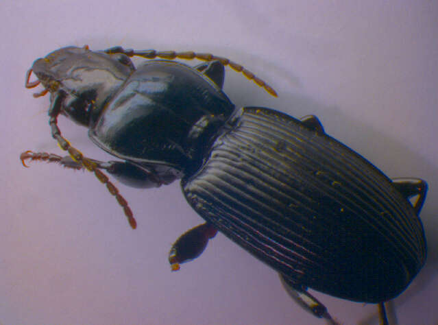 Image of Pterostichus (Pterostichus) cristatus (L. Dufour 1820)