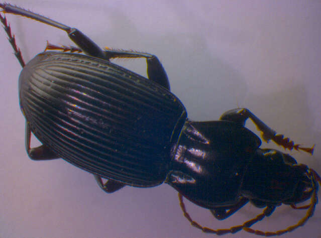 Image of Pterostichus (Pterostichus) cristatus (L. Dufour 1820)