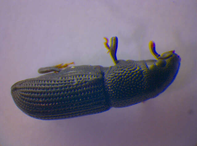 Image of Rhyncolus elongatus Schoenherr 1838