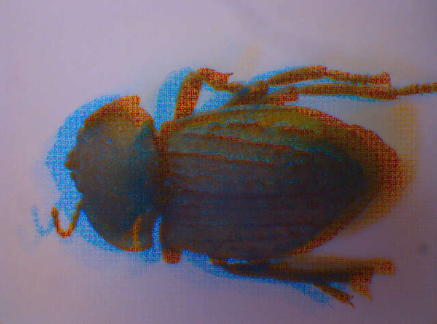 Image of Asida Latreille 1802