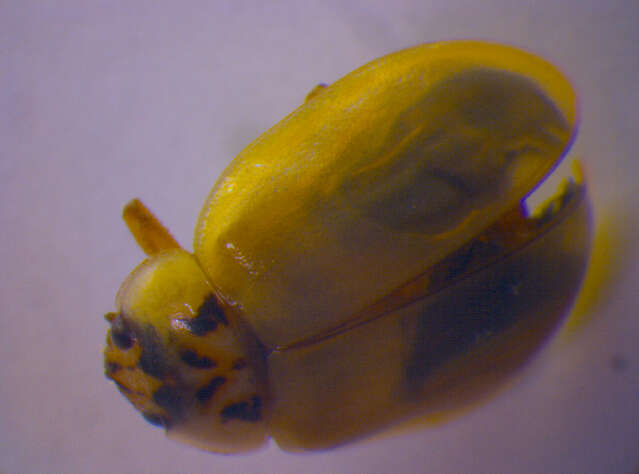 Image of Aphidecta