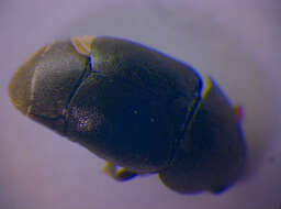 Image of <i>Brachypterolus linariae</i>