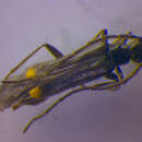 صورة <i>Malthodes maurus</i>