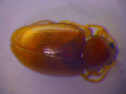 Image of Leaf beetle