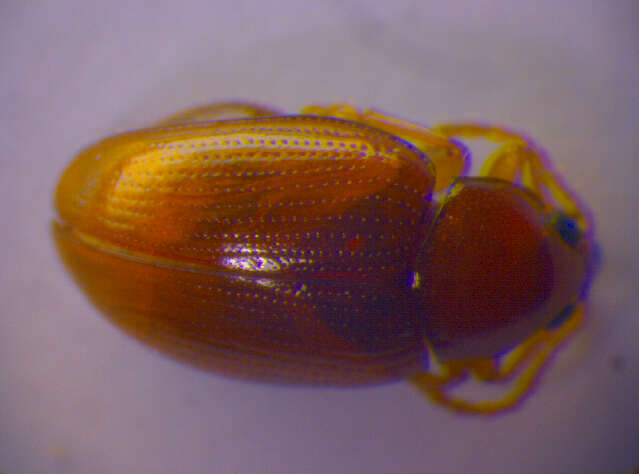 Image of Leaf beetle