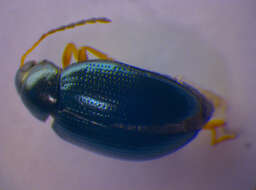 Image of Leaf beetle