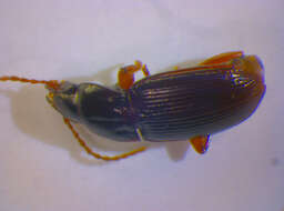 صورة Pterostichus (Cryobius) pumilio (Dejean 1828)