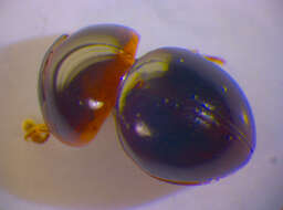 صورة Agathidium (Agathidium) seminulum (Linnaeus 1758)