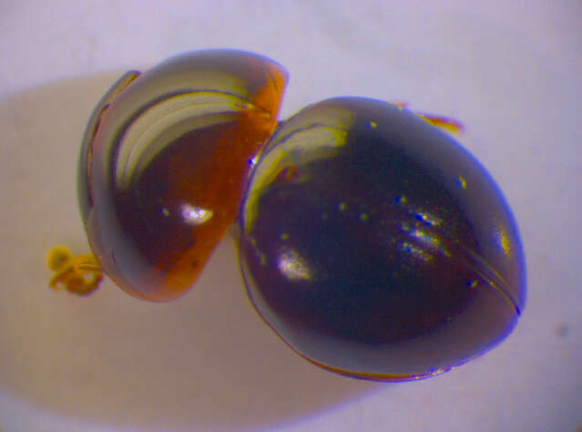 Image of Agathidium (Agathidium) seminulum (Linnaeus 1758)