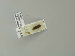 Image of Agrilus albogularis Gory 1841