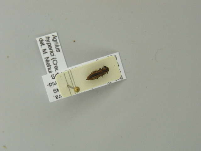 Image of Agrilus albogularis Gory 1841