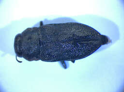 Imagem de Anthaxia quadripunctata (Linnaeus 1758)