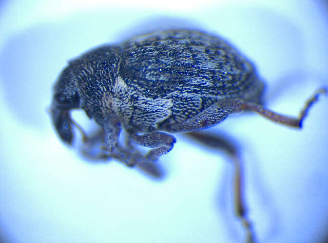 Image of European weevil