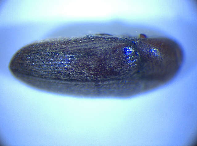 Image of <i>Trixagus dermestoides</i>